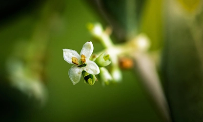 Olive Blossom Flowers gallery 16