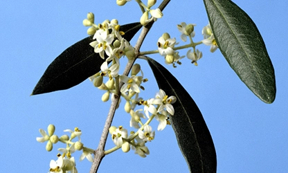 Olive Blossom Flowers gallery 2