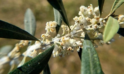 Olive Blossom Flowers gallery 3