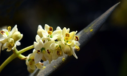 Olive Blossom Flowers gallery 4