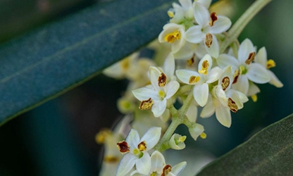 Olive Blossom Flowers gallery 5