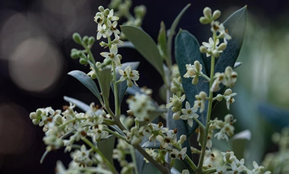 Olive Blossom Flowers gallery 6