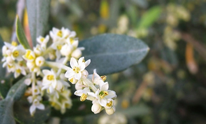 Olive Blossom Flowers gallery 7