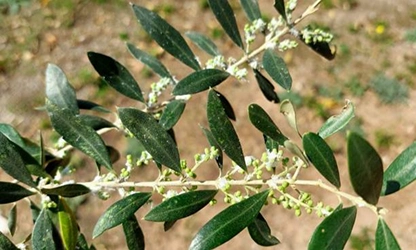 Olive Blossom Flowers gallery 8