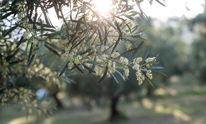 Olive Blossom Flowers gallery 9