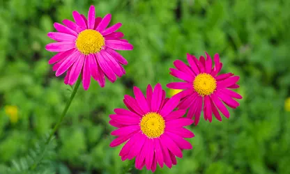 Painted Daisy Flowers featured