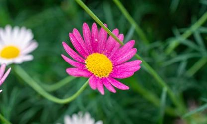 Painted Daisy Flowers gallery 1