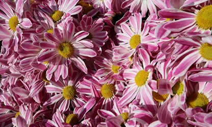 Painted Daisy Flowers gallery 10