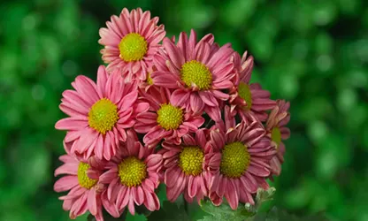 Painted Daisy Flowers gallery 11