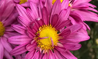 Painted Daisy Flowers gallery 12