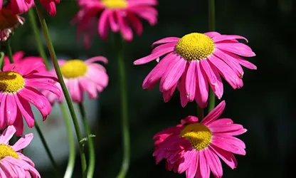 Painted Daisy Flowers gallery 13