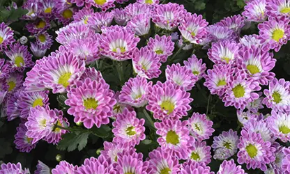 Painted Daisy Flowers gallery 14