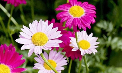 Painted Daisy Flowers gallery