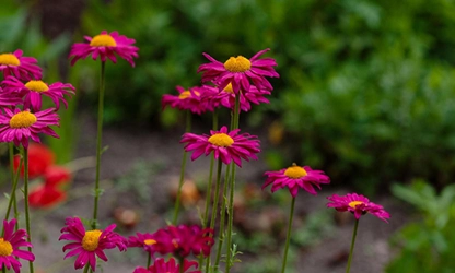Painted Daisy Flowers gallery 3