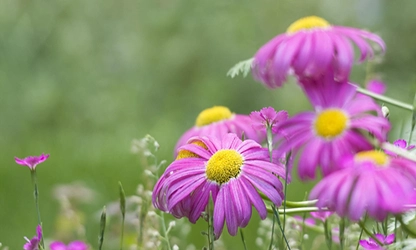 Painted Daisy Flowers gallery 4