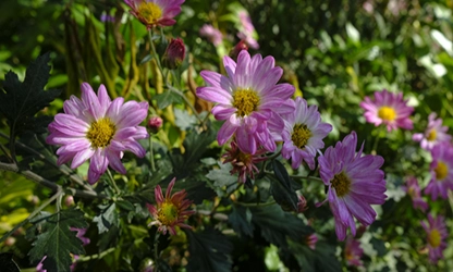 Painted Daisy Flowers gallery 5