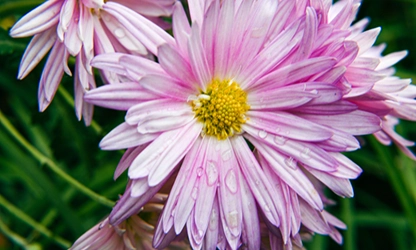 Painted Daisy Flowers gallery 6