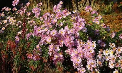 Painted Daisy Flowers gallery 7