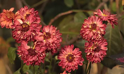 Painted Daisy Flowers gallery 8