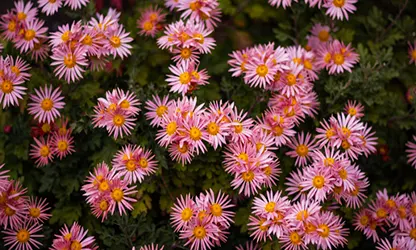 Painted Daisy Flowers gallery 9