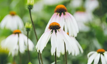 Pale Purple Coneflower flowers featured