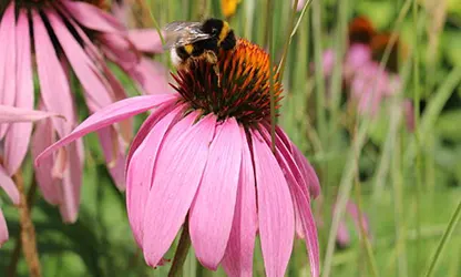 Pale Purple Coneflower flowers gallery