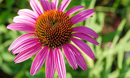 Pale Purple Coneflower flowers gallery 1