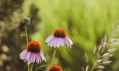 Pale Purple Coneflower flowers gallery 10