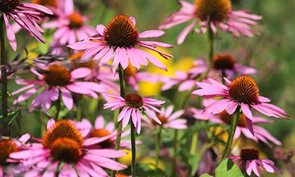 Pale Purple Coneflower flowers gallery 11