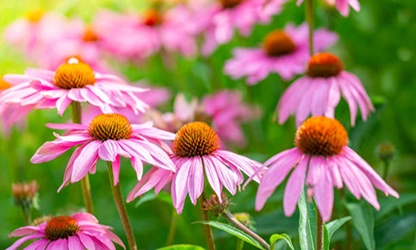 Pale Purple Coneflower flowers gallery 12