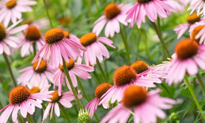 Pale Purple Coneflower flowers gallery 13