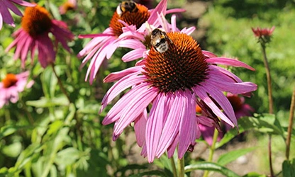 Pale Purple Coneflower flowers gallery 14