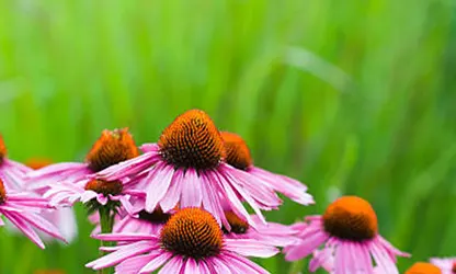 Pale Purple Coneflower flowers gallery 2