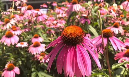 Pale Purple Coneflower flowers gallery 3