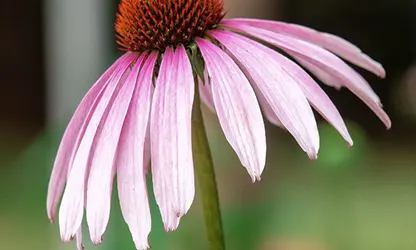 Pale Purple Coneflower flowers gallery 4