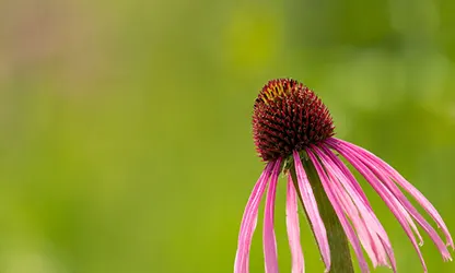 Pale Purple Coneflower flowers gallery 5