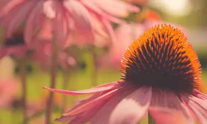 Pale Purple Coneflower flowers gallery 6
