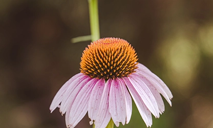 Pale Purple Coneflower flowers gallery 7