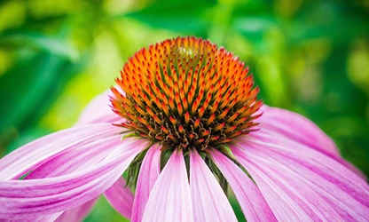 Pale Purple Coneflower flowers gallery 8