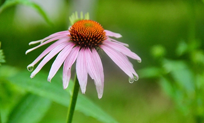 Pale Purple Coneflower flowers gallery 9