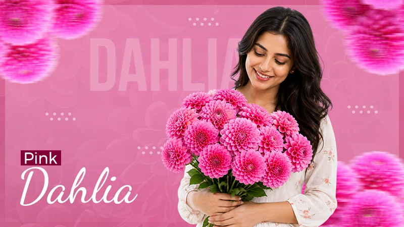 pink dahlia
