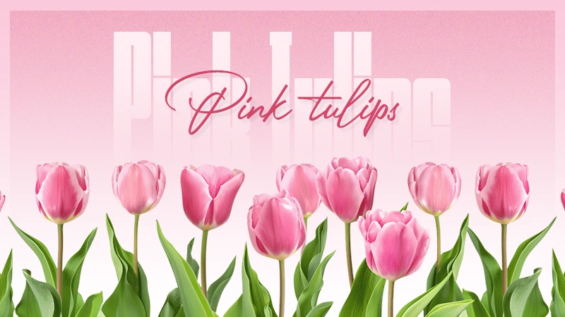 pink tulips
