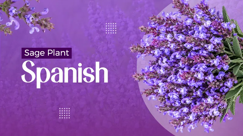sage plant spanish