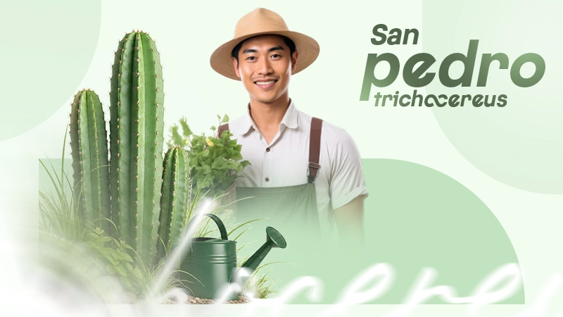 san pedro trichocereus