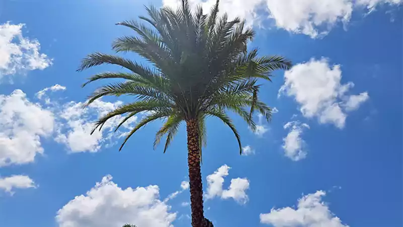 sylvester palm tree 2