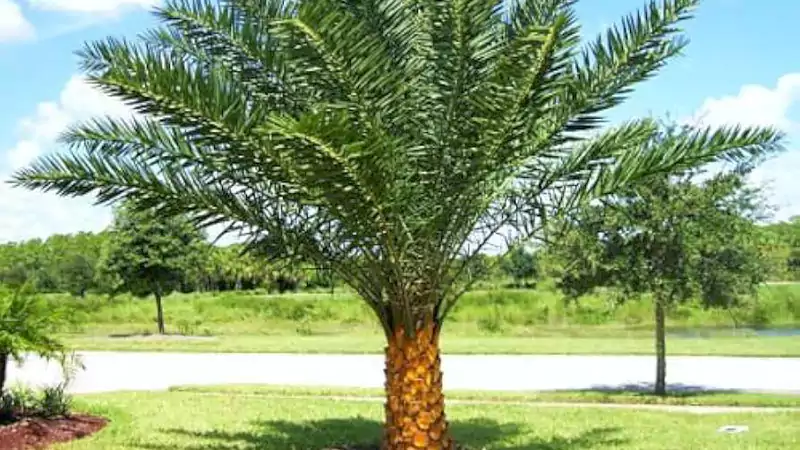 sylvester palm tree 4