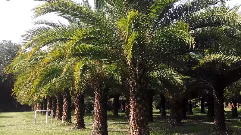 Sylvester Palm Tree: An Ornamental Evergreen Tree - Image 3