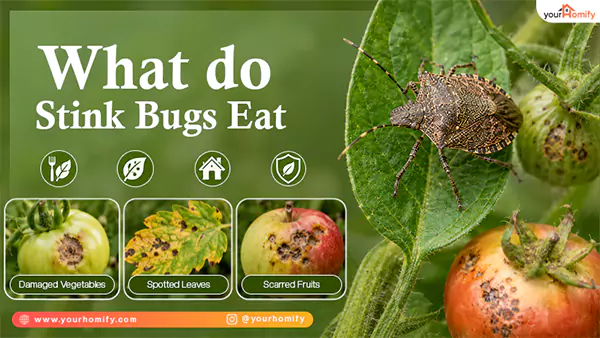 what do stink bugs eat
