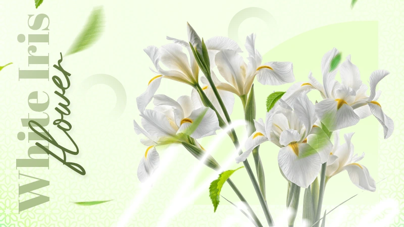 white Iris Flower