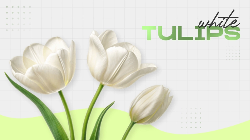 white tulips